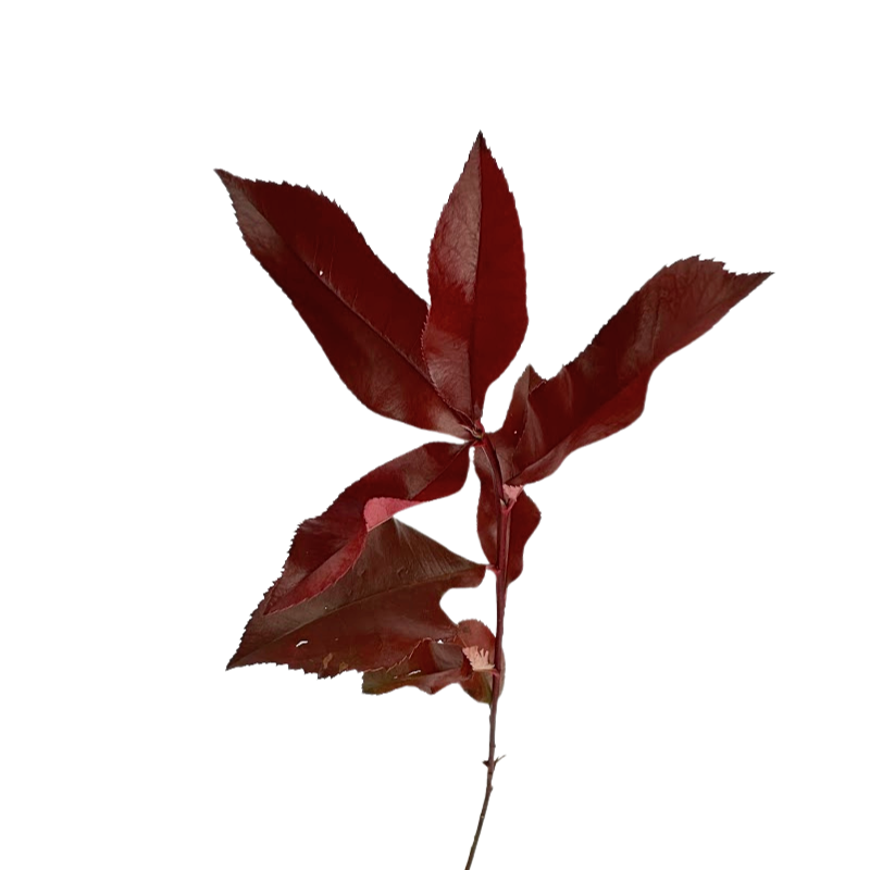 Photinia Red