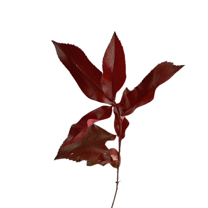 Photinia Red (10 stem bunch)