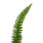 Umbrella Fern