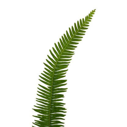 Umbrella Fern (10 stem bunch)