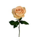 Rose Peach Tiffany (25 Stem Bunch)