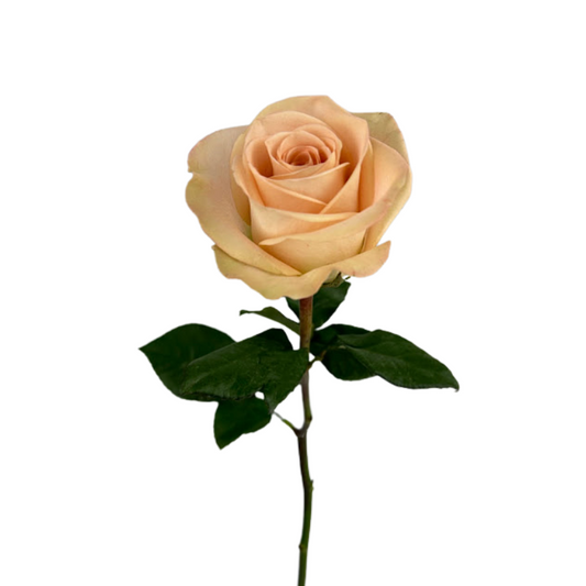 ROSE PEACH TIFFANY (25 STEM BUNCH)