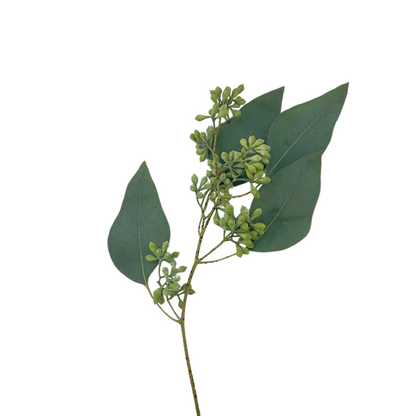 EUCALYPTUS CUPPED (10 STEM BUNCH)