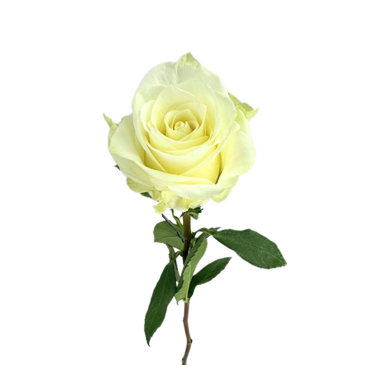 Rose White Highlight