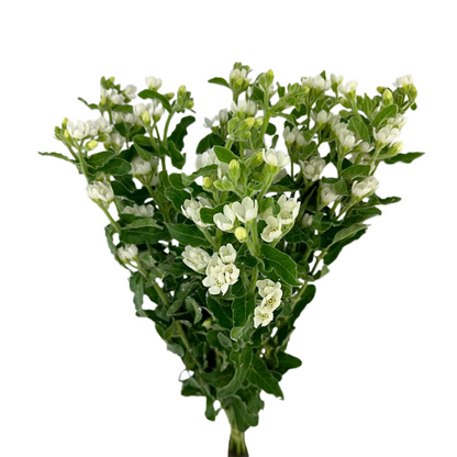 Tweedia White (10 stem bunch)