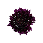 Scabiosa Burgundy (10 stems)