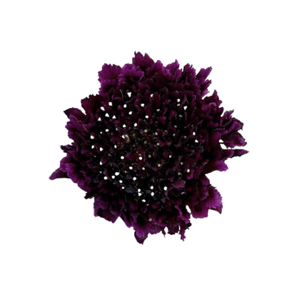 Scabiosa Burgundy (10 stem bunch)