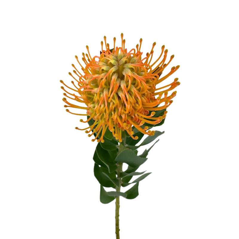 Pincushion Protea Orange (10 Stem)
