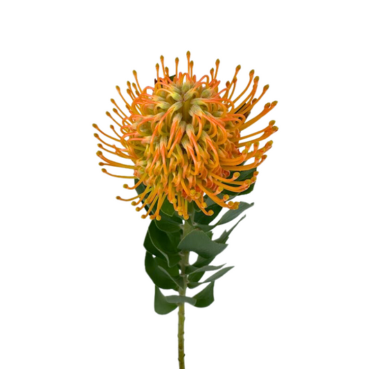 Pincushion Protea Orange (Stem)