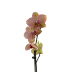 Orchid Phalaenopsis Plant Peach Bicolor
