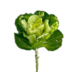Kale White (5 stems)