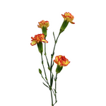 Mini Carnation Bicolor Yellow Red