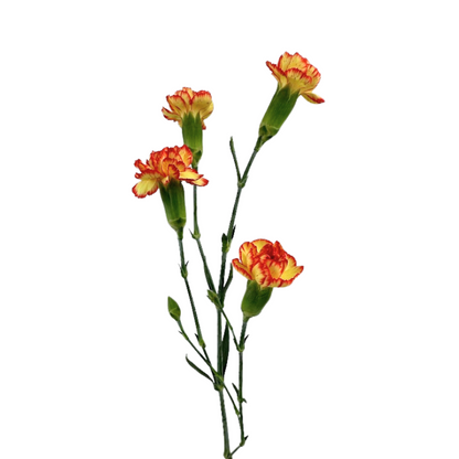 Mini Carnation Bicolor Yellow Red (10 stem bunch)