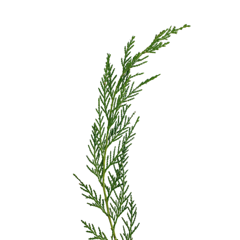 Leyland Cypress