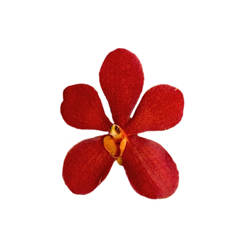 Orchid Mokara Red