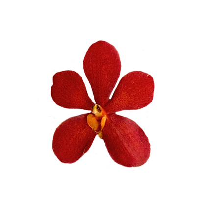 Orchid Mokara Red (10 stem bunch)