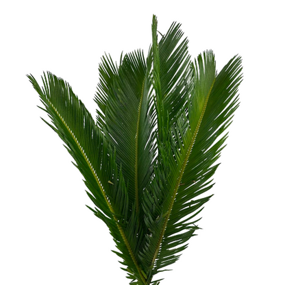 Sago Palm (10 stem bunch)
