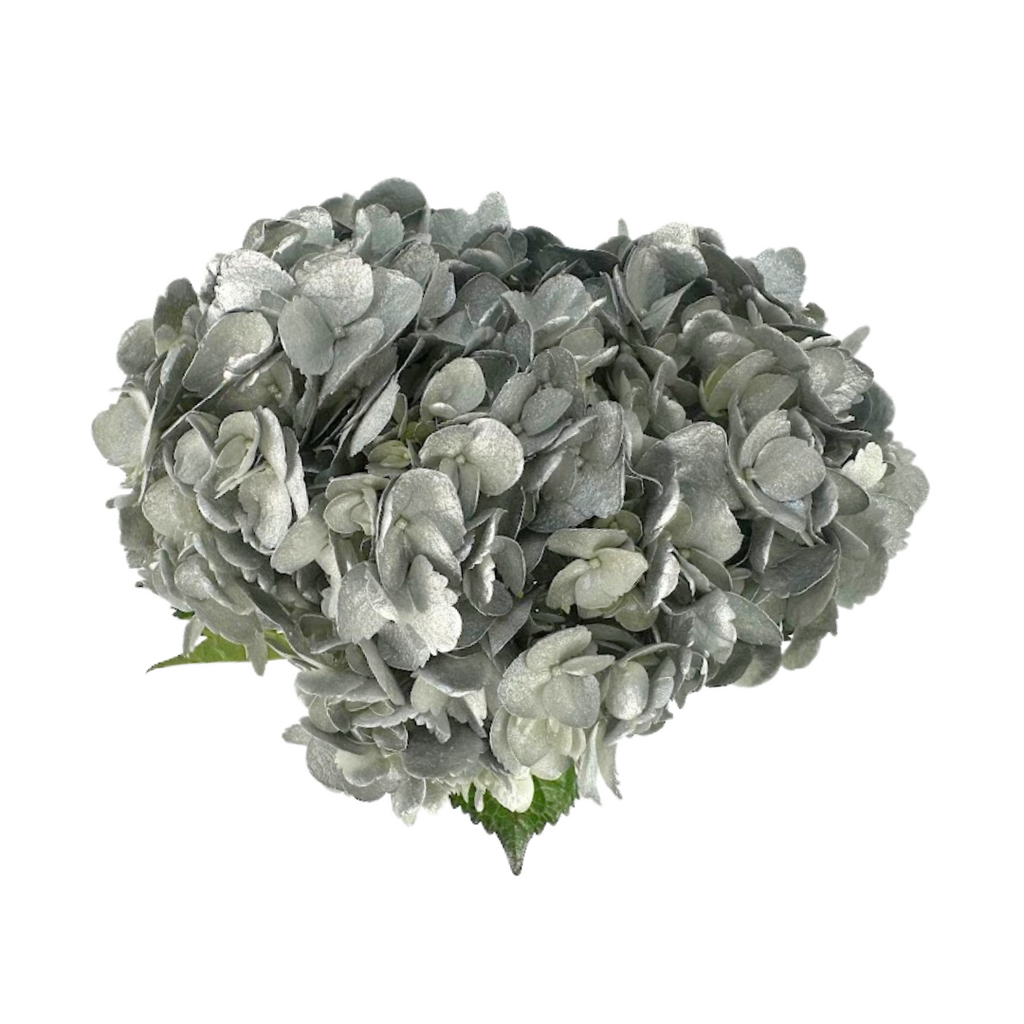 Hydrangea Tinted Silver