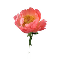 Peony Coral (5 stems)