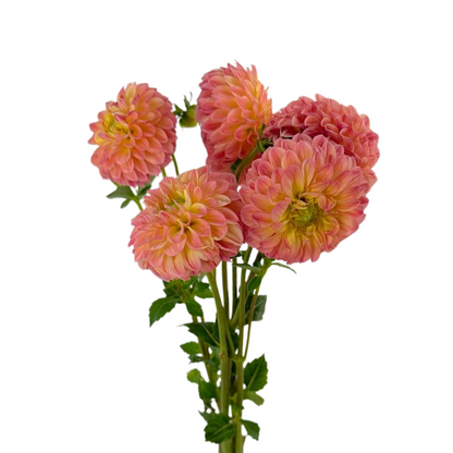 Dahlia Peach (5 stem bunch)