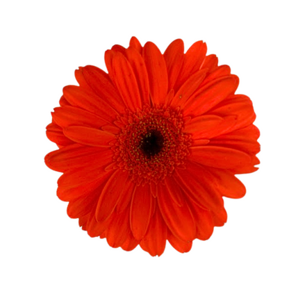 Gerbera Dark Center Orange (10 stem bunch)