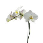 Orchid Phalaenopsis Plant White