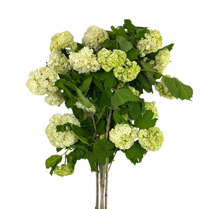 Viburnum Green Snowball (5 stem bunch)