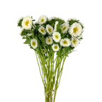Matsumoto White (10 stems)