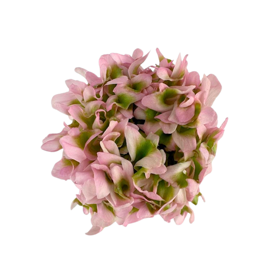 Ranunculus Pom Pink Lemonade