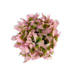 Ranunculus Pom Pink Lemonade