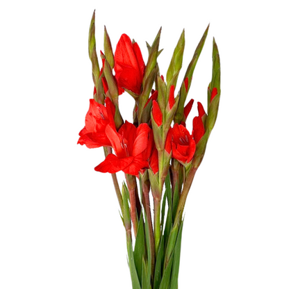 Gladiola Red (10 stem bunch)