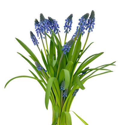 Muscari Blue (10 stem bunch)