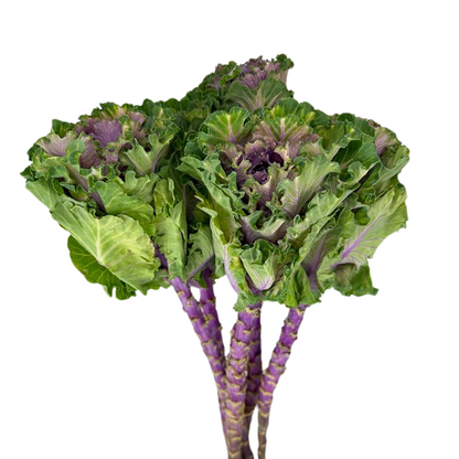 Kale Purple (5 stem bunch)