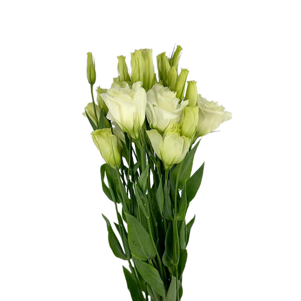 Lisianthus Brillianthus White (7 stems)