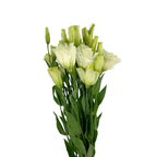 Lisianthus Brillianthus White (7 stems)