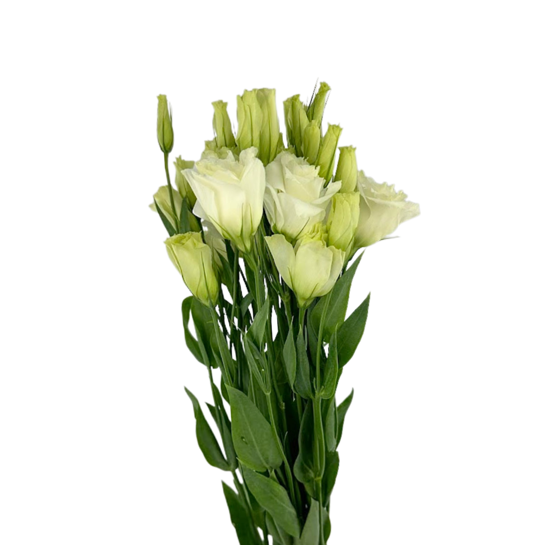 Lisianthus Brillianthus White (7 stems)