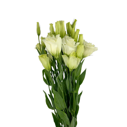 Lisianthus White (7 stem bunch)