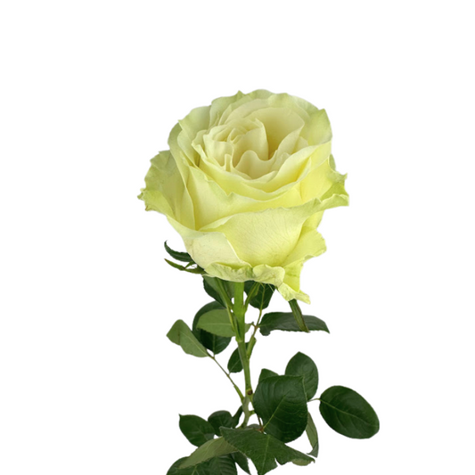 ROSE WHITE MONDIAL (25 STEM BUNCH)