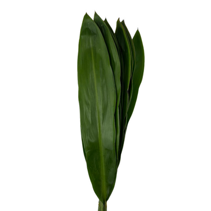 Ti Leaf (10 stem bunch)