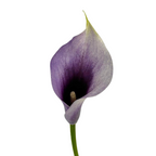Mini Calla Purple (10 Stems)