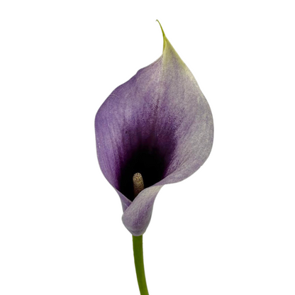 Mini Calla Purple (10 stem bunch)