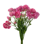 Ranunculus Moderna Dolce