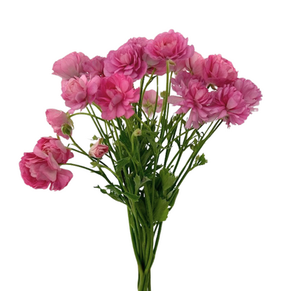 Ranunculus Butterfly Moderna Dolce (10 stem bunch)