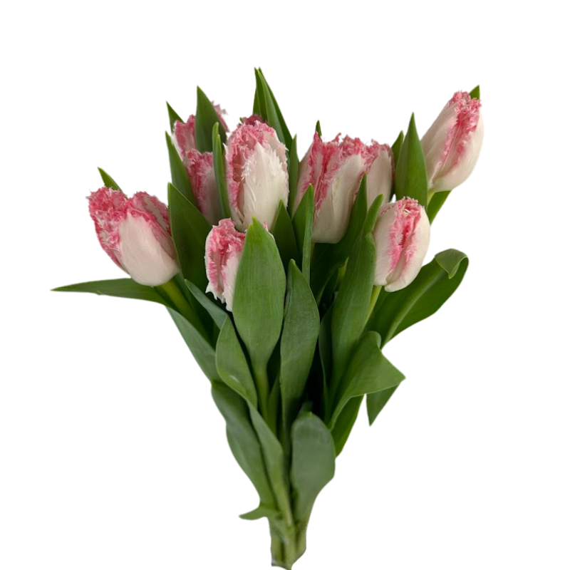 Tulip Frill Light Pink