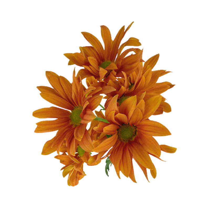 Pom Daisy Orange Atlantis