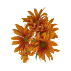 Pom Daisy Orange Atlantis