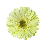 Gerbera Light Center White (10 stems)