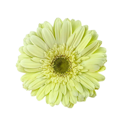 Gerbera Light Center White (10 stem bunch)