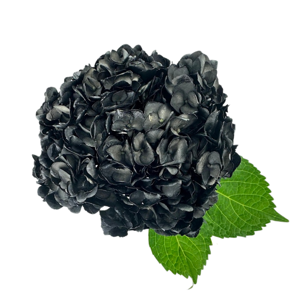 Hydrangea Tinted Black