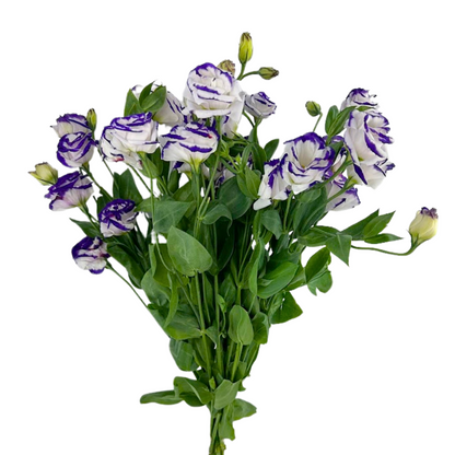 Lisianthus Bicolor White Purple (10 stem bunch)